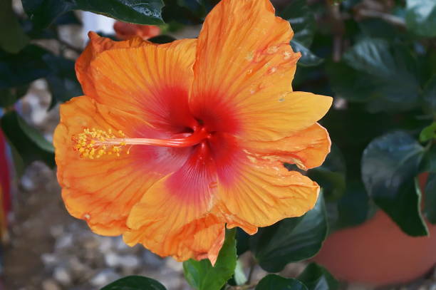 istock Orange hibiscus flower 840542602