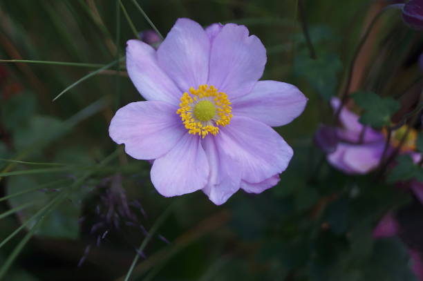 istock Violet Japanese anemone flowers 840542664