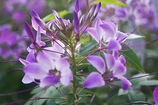 Violet cleome flowers