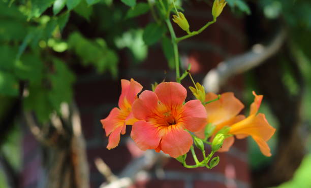 istock Trumpet vine in Japan 840546540