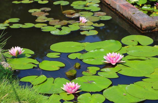 istock water lily in Japan 840546580
