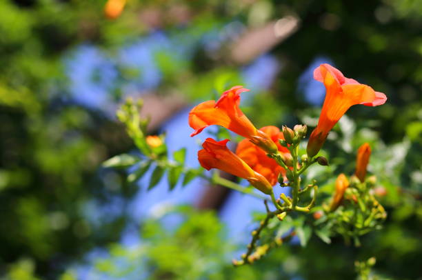 istock Trumpet vine in Japan 840546792