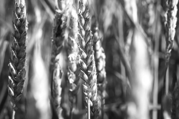 istock Field of ears 840547504