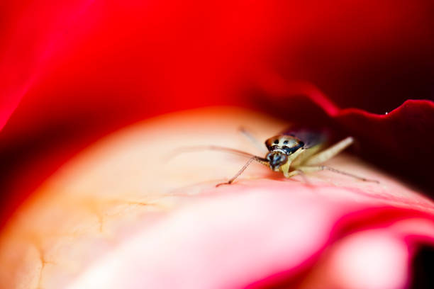istock Insect on red rose petal 840547652