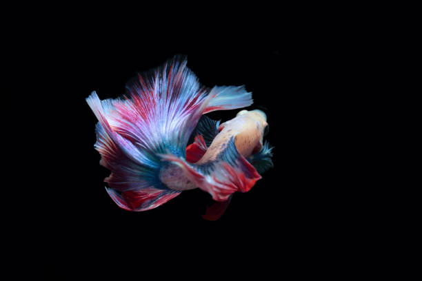 istock yellow fighting fish on a black background. 840547766