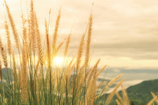 istock Grass flower poaceae and sunshine in the evening 840552012