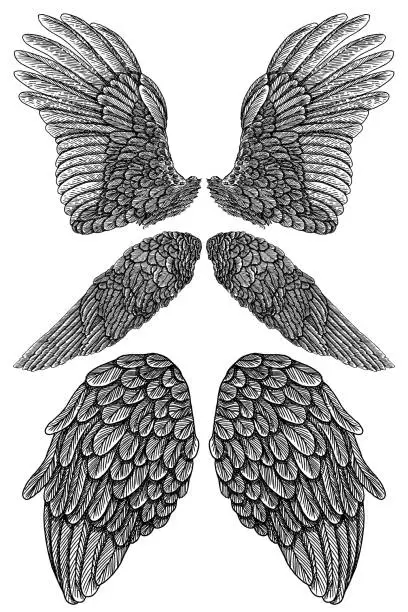 Vector illustration of Heraldic wings set for tattoo and mascot design. Isolated vector illustration collection wings.