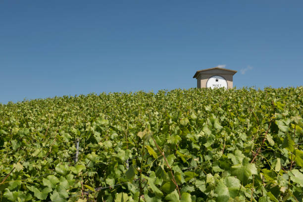 Moet Chandon Vineyard and House Epernay: Champagne vineyard of Moet Chandon in summer with blue sky and small house, France. moet chandon stock pictures, royalty-free photos & images
