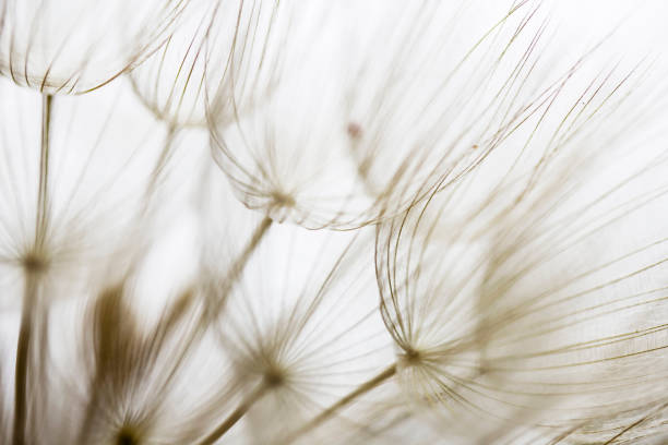 Macro image of dandelion seed against dark background