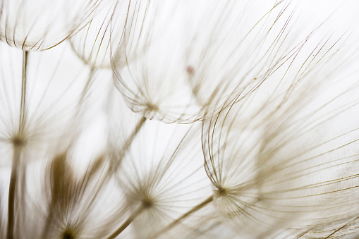 Macro image of dandelion seed against dark background