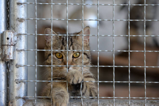 Homeless animals series. Tiny tabby kitten in a cage looking at camera out through the bars for freedom.