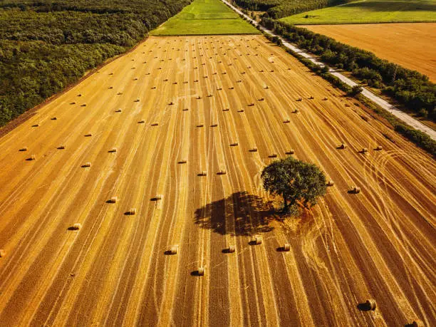 Aerial view of agriculture fields with straw bales