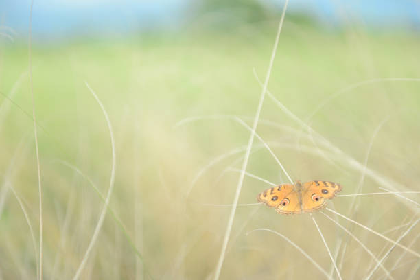 Orange butterflies on summer meadow in morning sunshine. soft focus effect