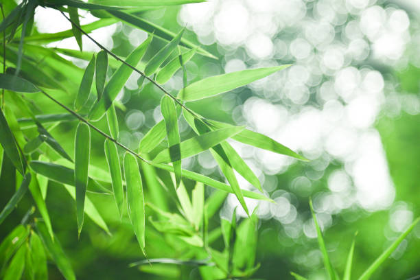 istock bamboo leaf and abstract green background bokeh.blured background,selective focus 840558378