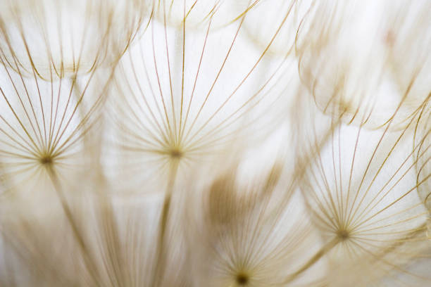 istock Close-up of dandelion seed 840558458