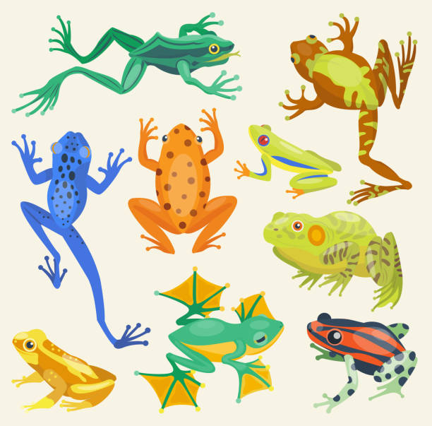 frosch-cartoon tropische tiere vektor illustration isoliert natur - bullfrog frog amphibian wildlife stock-grafiken, -clipart, -cartoons und -symbole