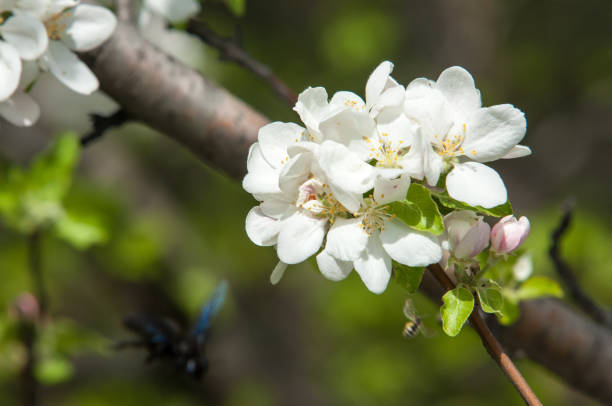 istock apple flowers, The flowers of fruit trees 840566800