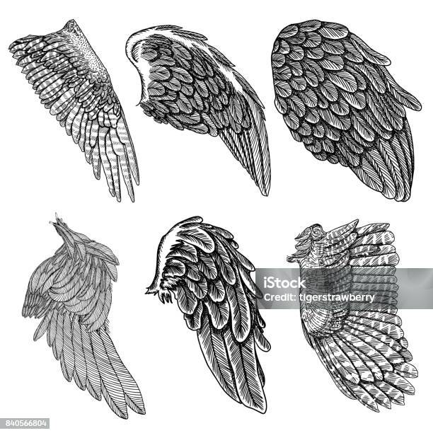 Hand Drawn Vintage Angel Or Bird Wings Set Heraldic Wings For Tattoo And  Mascot Design Isolated Sketch Collection Vector Stock Illustration -  Download Image Now - iStock
