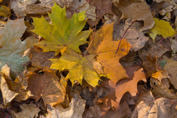 istock Yellow leaves are illuminated by the sun. Autumn background 840567846