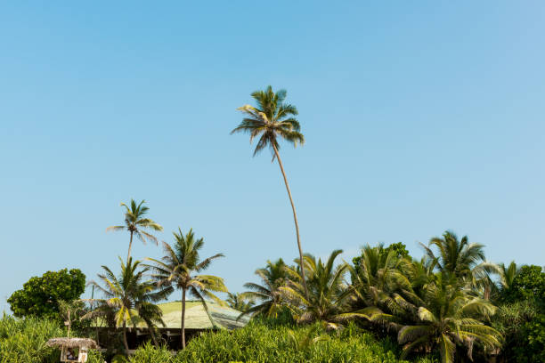 istock coconut palms against the blue sky 840568466