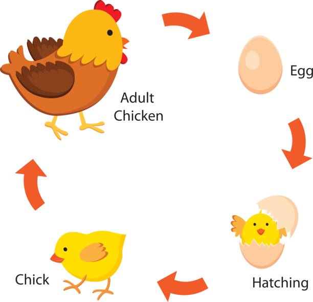 illustrazioni stock, clip art, cartoni animati e icone di tendenza di ciclo di vita del pollo - pollame domestico