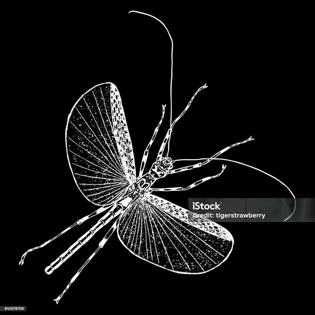 Shading Insect Insect With Wings Flying Bug Vintage Old Hand Drawn Stippling And ...