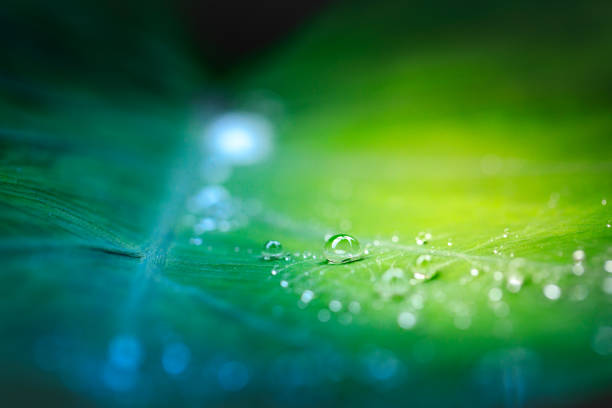 istock Water drops on fresh green leaf after the rain. 840582568