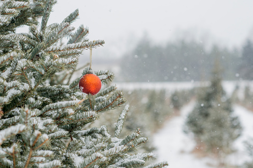 A field of Christmas trees on a tree farm. Snow is gently falling on this winter afternoon. The trees are coated in snow. In this close up shot, an ornament is hanging from one tree.