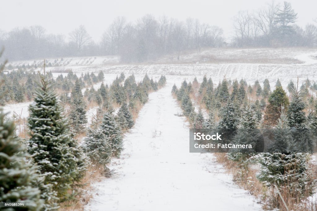 Arbres de Noël - Photo de Neige libre de droits