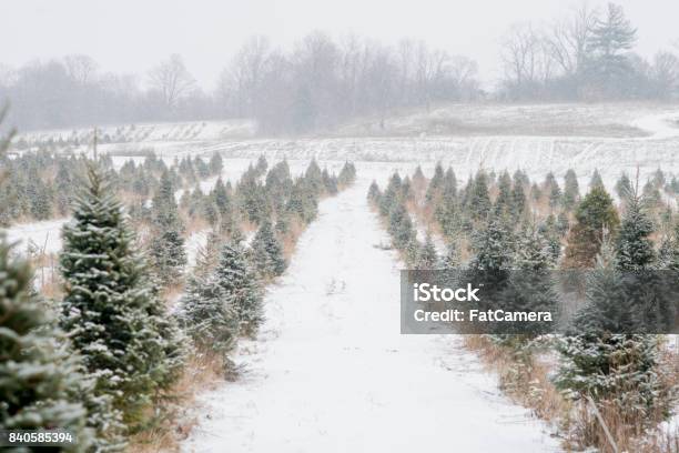 Photo libre de droit de Arbres De Noël banque d'images et plus d'images libres de droit de Neige - Neige, Prise de vue en extérieur, Sapin de Noël