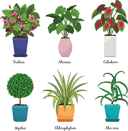 Ilustración de Dibujos Animados De Plantas En Macetas y más Vectores Libres de Derechos de Belleza - Belleza, Blanco - Color, Botánica - iStock Ilustración de Dibujos Animados De Plantas En Macetas y más Vectores Libres de Derechos de Belleza - Belleza, Blanco - Color, Botánica - iStock