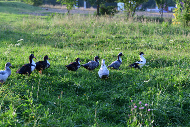 istock goose walking and grazing the grass 840587798