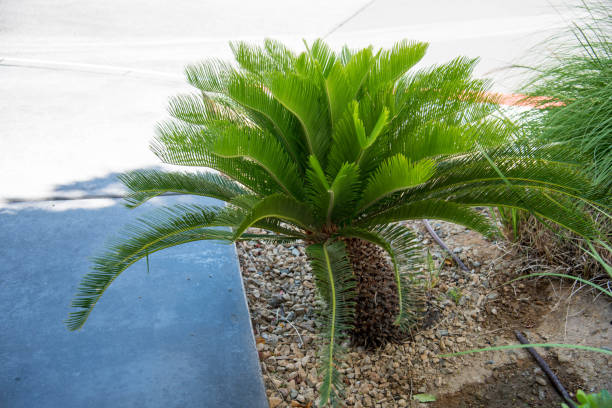 istock Cycas revoluta 840590380