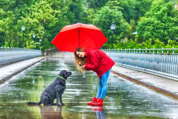 Photo of Beautiful girl with umbrella talking to a dog