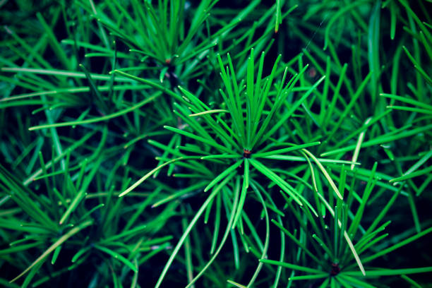 Abstract background of Christmas tree.