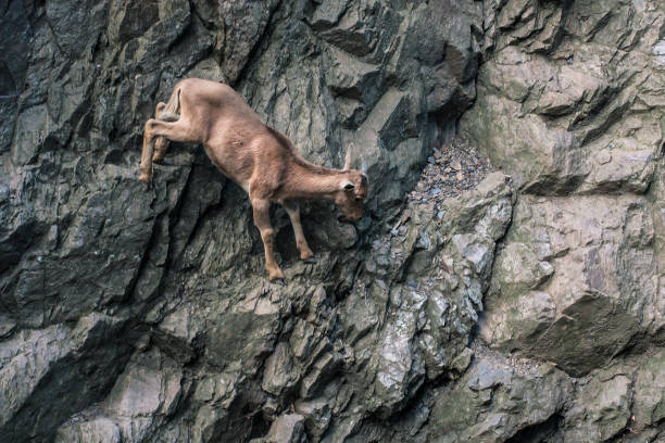 Mountain goat climbing on rock wall. stock photo