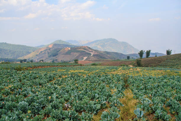 istock Cabbage field at Phu Tabberk, Thailand 840592924