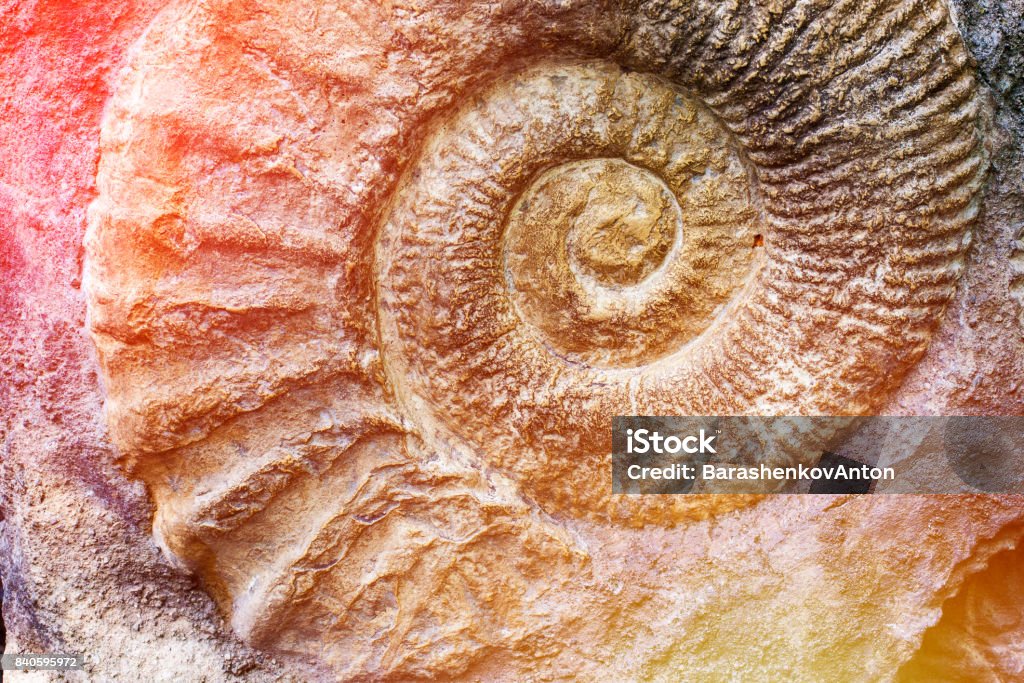 Spiral of nature. Spiral of nature. Discovery of prehistoric fauna Fossil Stock Photo