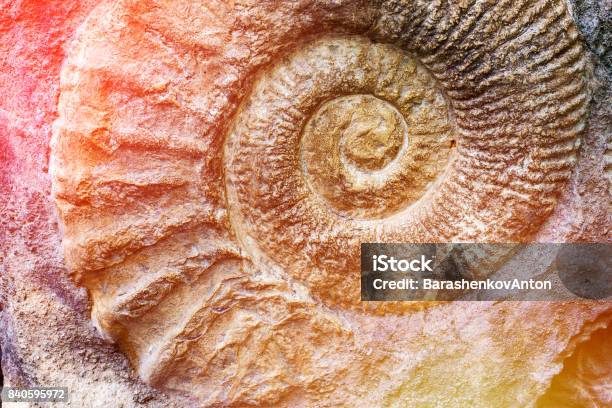 Spiral Of Nature Stock Photo - Download Image Now - Fossil, Evolution, Ammonite
