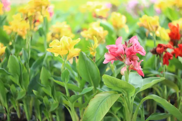 Colorful lily canna  flowers blooming in plants nursery.