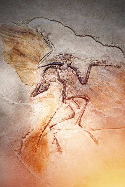 istock Died bird in stone fossil. 840599050