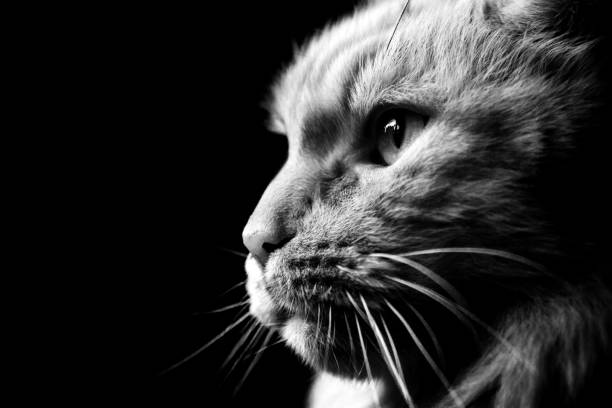 Black and white photo of cat breed Maine Coon close-up in profile. Cat close-ups looks into the left side.