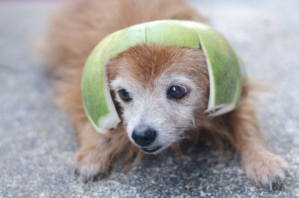 Cute dog wearing pomelo hat