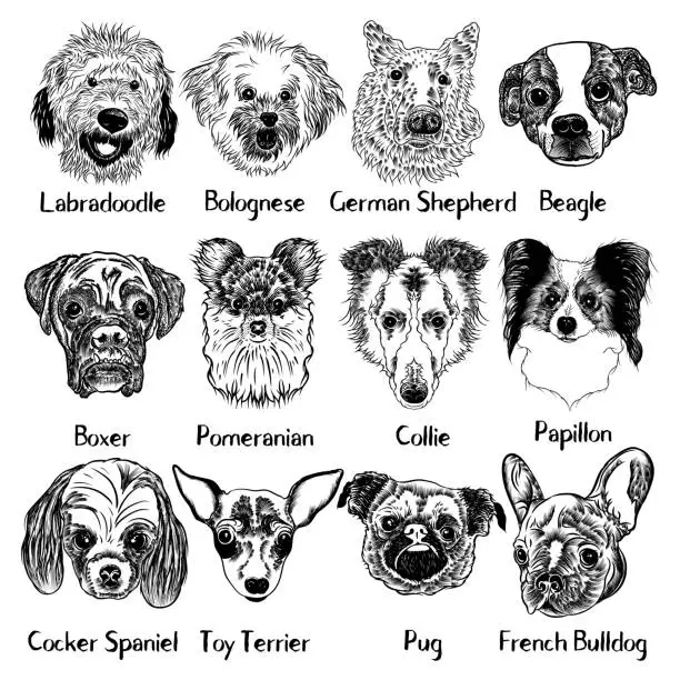 Vector illustration of Vector collection of different dogs breeds, isolated. Dog Set. Labradoodle, German Shepherd, Beagle, Cocker Spaniel, Collie, Boxer, Papillon, Pug, Pomeranian, Bolognese, Toy Terrier, French Bulldog.