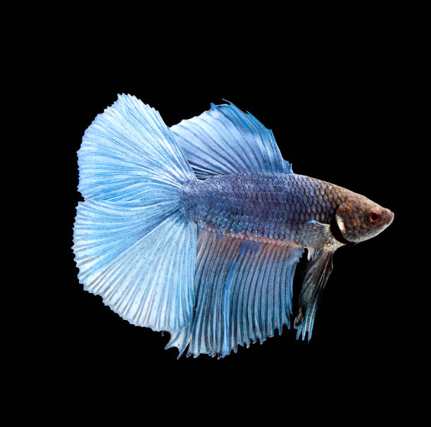 istock Betta fish, siamese fighting fish, betta splendens isolated on black background 840602706