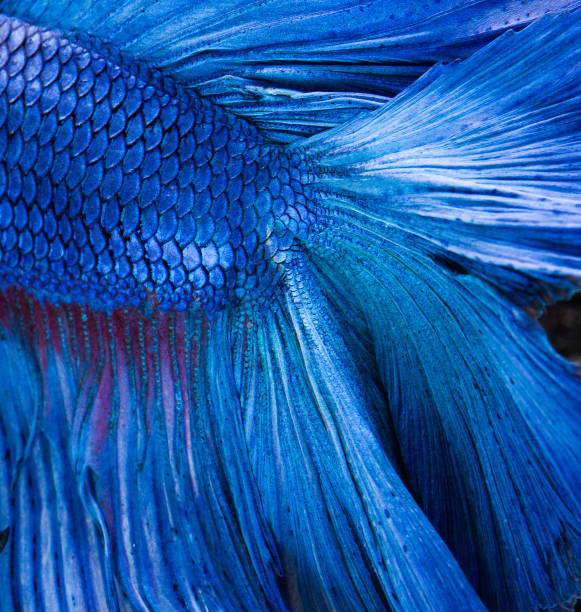 istock Texture of fish skin 840602830