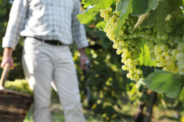 istock wine harvest worker with wicker basket full of white grapes from vines 840604020