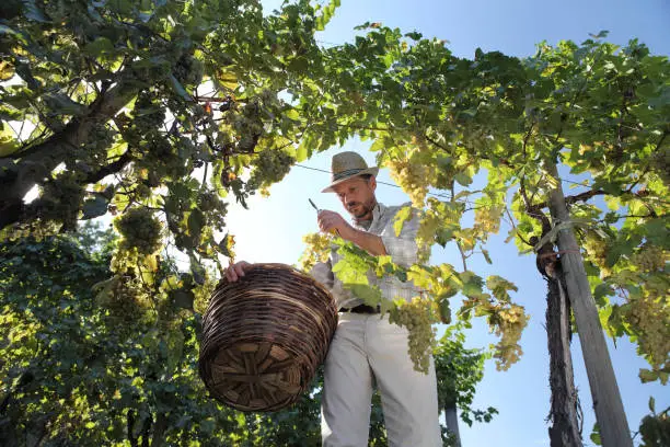 Wine Harvest Worker Cutting White Grapes from Vines with wicker basket full