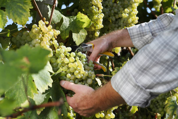 mains de vendanges coupe de raisins blancs de vignes se bouchent - winemaking grape harvesting crop photos et images de collection