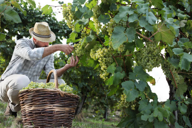 vin raisins récoltés travailleur blanc de la coupe de vignes avec panier en osier plein - winemaking grape harvesting crop photos et images de collection